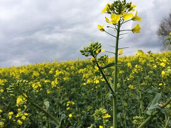 Yellow flowers growing in field