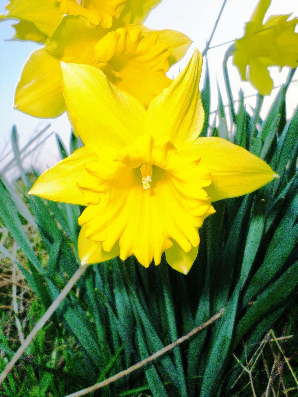 flower, yellow, petal, freshness, flower head, fragility, growth, single flower, close-up, beauty in nature, focus on foreground, plant, nature, pollen, blooming, in bloom, stem, stamen, day, outdoors