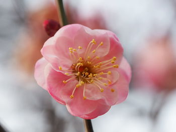 Close-up of pink flower