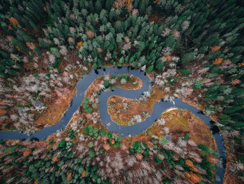 High angle view of trees by plants during rainy season