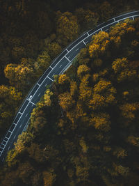 High angle view of road amidst trees