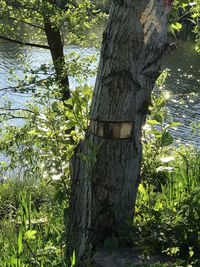 Trees growing in park