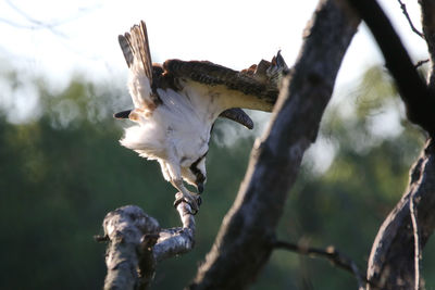 Osprey perching on bare tree branch