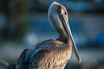 Female brown pelican, pelecanus occidentalis.