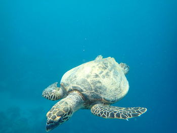 Turtle swimming in sea