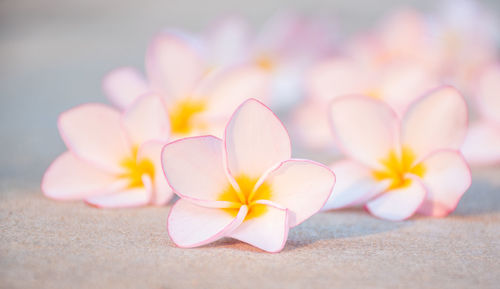 Plumeria flower background