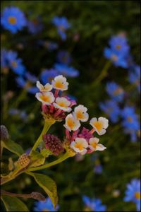 Close-up of fresh white flowers blooming outdoors