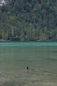 Swan swimming on lake against trees