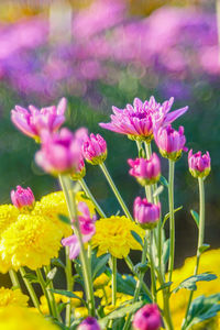 Close-up of pink flowering plants on field