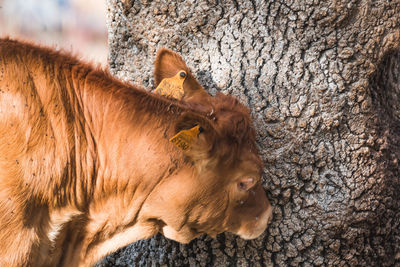 Close-up of a horse