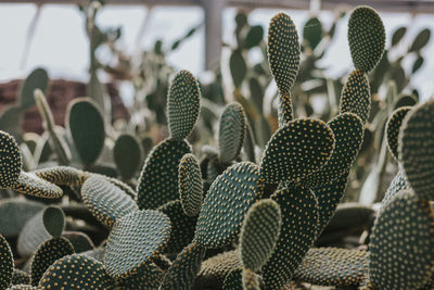 Close-up of succulent plants