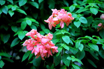 Close-up of pink flowers