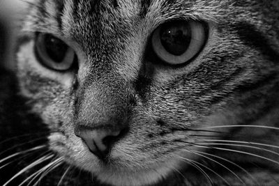 Close-up portrait of a cat