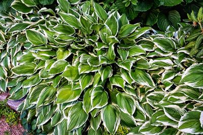 Full frame shot of green leaves