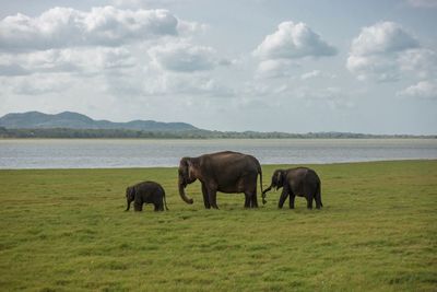 Elephant with calves, sri lanka