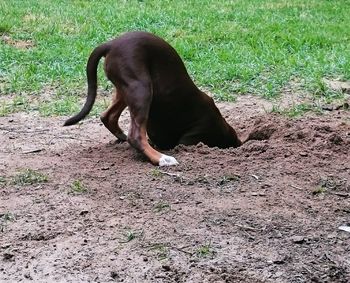 Dog on grassy field