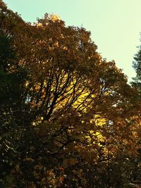 Low angle view of trees against sky during autumn