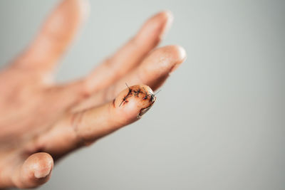 Close-up of insect on hand