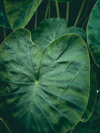 Close-up of water drops on leaves