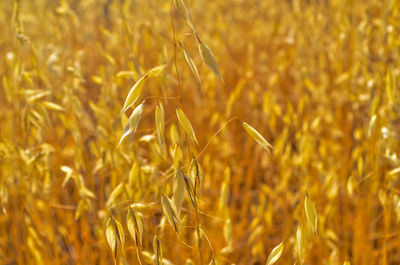 Close-up of stalks in field