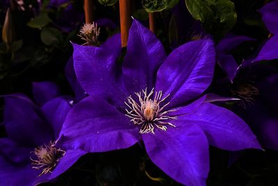 Close-up of purple flowering plant
