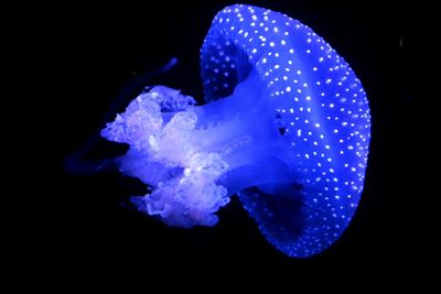 Close-up of jellyfish swimming in sea