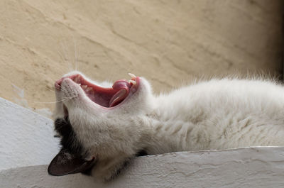 Close-up of cat yawning