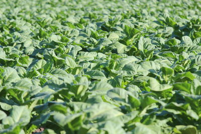 Full frame shot of fresh green plants