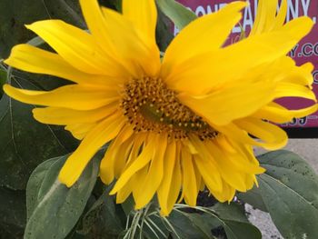 Close-up of yellow flower