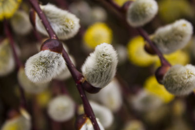 Close-up of flowering plant