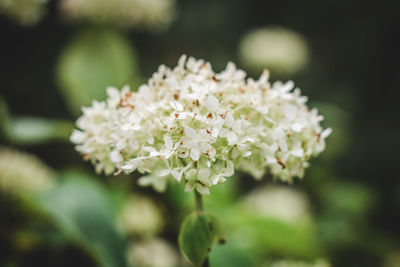 Close-up of white flowering plant