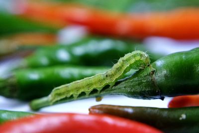 Close-up of a green worm eating chili.