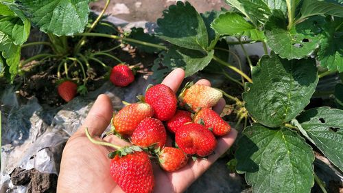 High angle view of strawberries