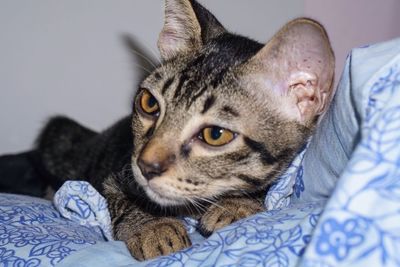 Portrait of cat relaxing on bed at home