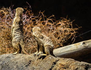 Close-up of giraffe on wood