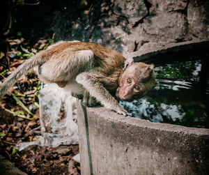 Monkey drinking water from well