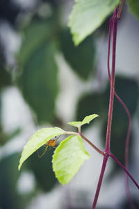 Close-up of ladybug on leaf