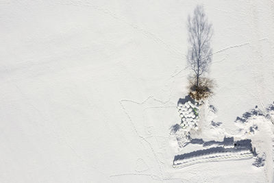 Close-up of snow covered plant against wall