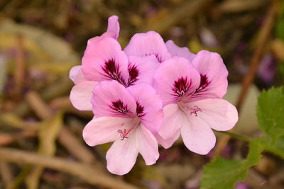 Close-up of pink flowers