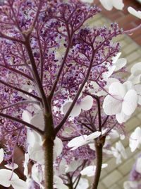 Close-up of pink flowers