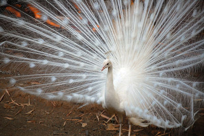 Close-up of peacock