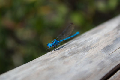 Close-up of damselfly on blue surface
