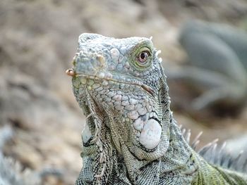 Close-up of iguana 