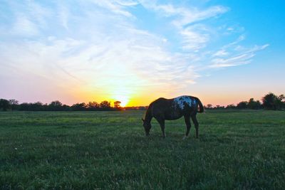 Horses grazing on grassy field at sunset