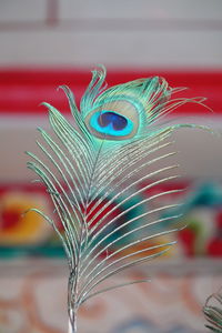 Close-up of peacock