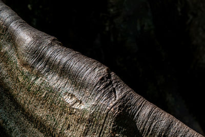 Close-up of tree trunk in forest