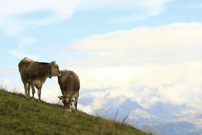 Horses standing on field against sky