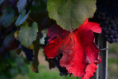 Close-up of red leaves