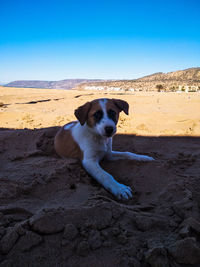 Portrait of dog lying on sand