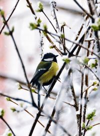 Close-up of bird perching on branch